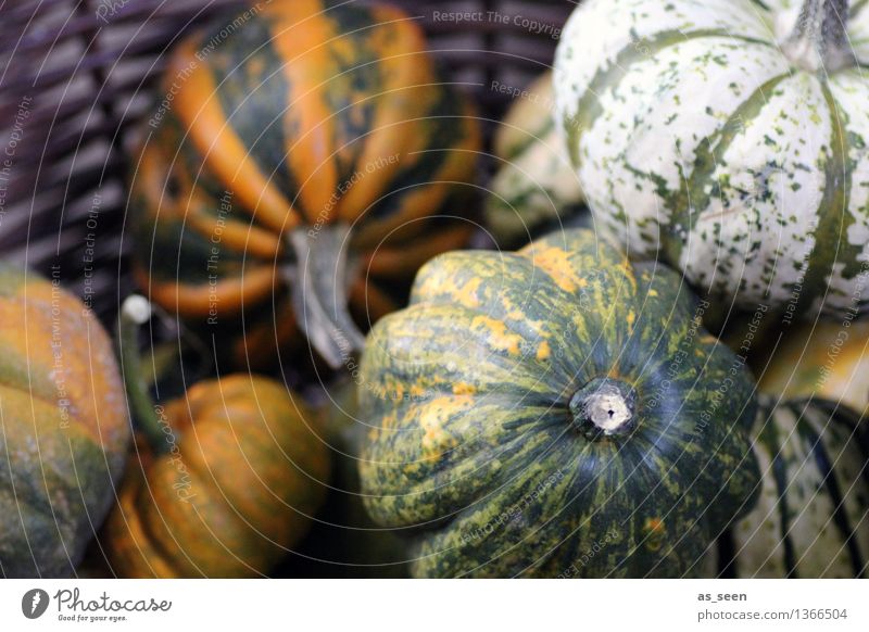 Kürbiskorb Lebensmittel Frucht Ernährung kaufen exotisch harmonisch ruhig Oktoberfest Erntedankfest Halloween Jahrmarkt Landwirtschaft Forstwirtschaft Umwelt