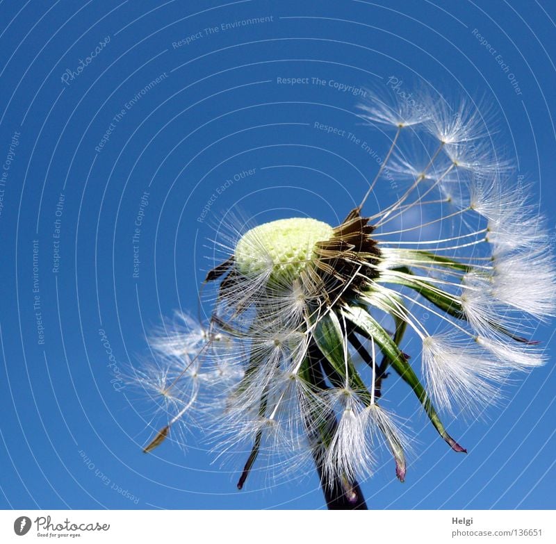 Pusteblume, an der schon viele Samen fehlen, vor blauem Himmel Blume Löwenzahn blasen mehrere säen Sommer Frühling Mai Pflanze Blühend Wiese Wegrand Wachstum