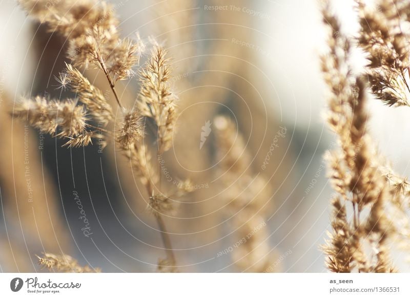 Gräser schön Wellness harmonisch Sinnesorgane Erholung ruhig Meditation Garten Umwelt Natur Pflanze Sommer Herbst Gras Gräserblüte Seeufer Bewegung Blühend