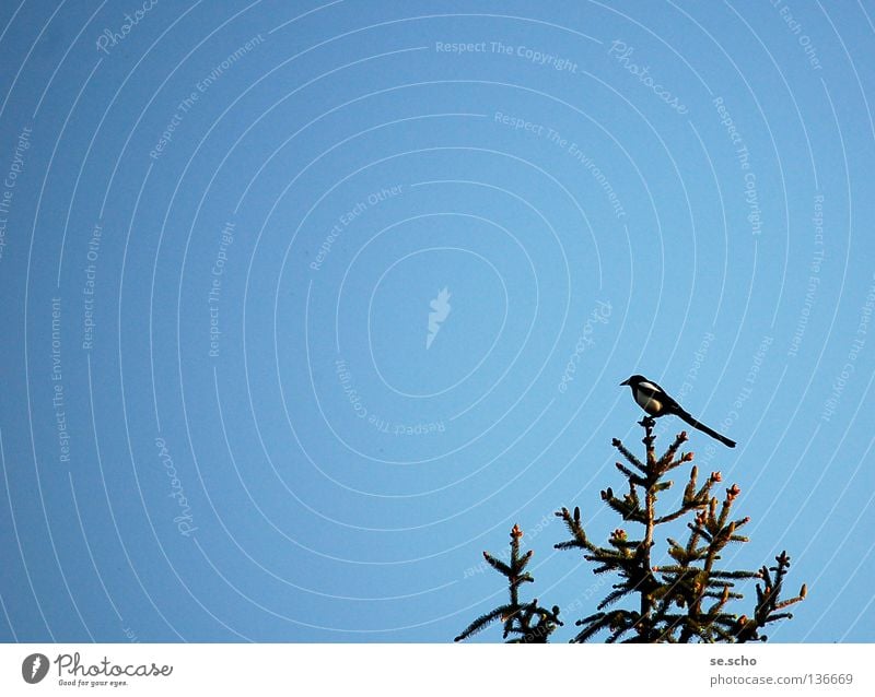 AbendElster Vogel Wächter Baum Dämmerung Baumkrone Himmel blau