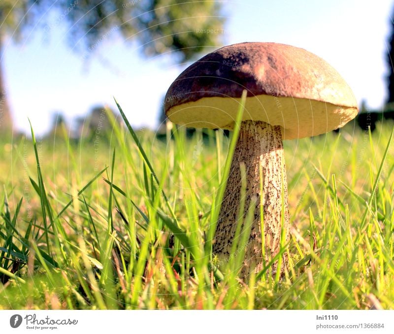 Birkenpilz Ernährung Vegetarische Ernährung Natur Landschaft Pflanze Erde Sonne Sonnenlicht Herbst Schönes Wetter Baum Gras Pilz Garten Park Wiese Wachstum