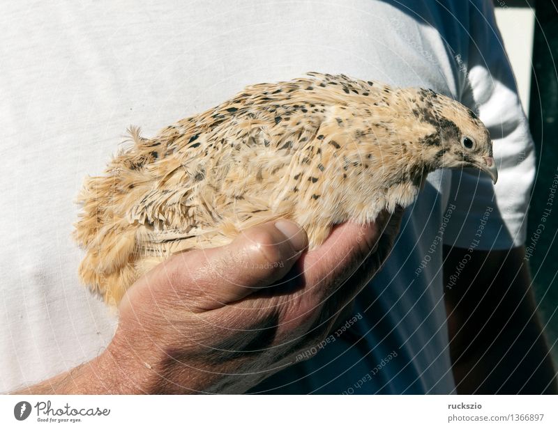 Wachteln, Wachtel, Coturnix coturnix Nutztier Vogel berühren Huehnervogel Ei Wachtelei Quail Livestock Birds eggs quail eggs Farbfoto Außenaufnahme Nahaufnahme