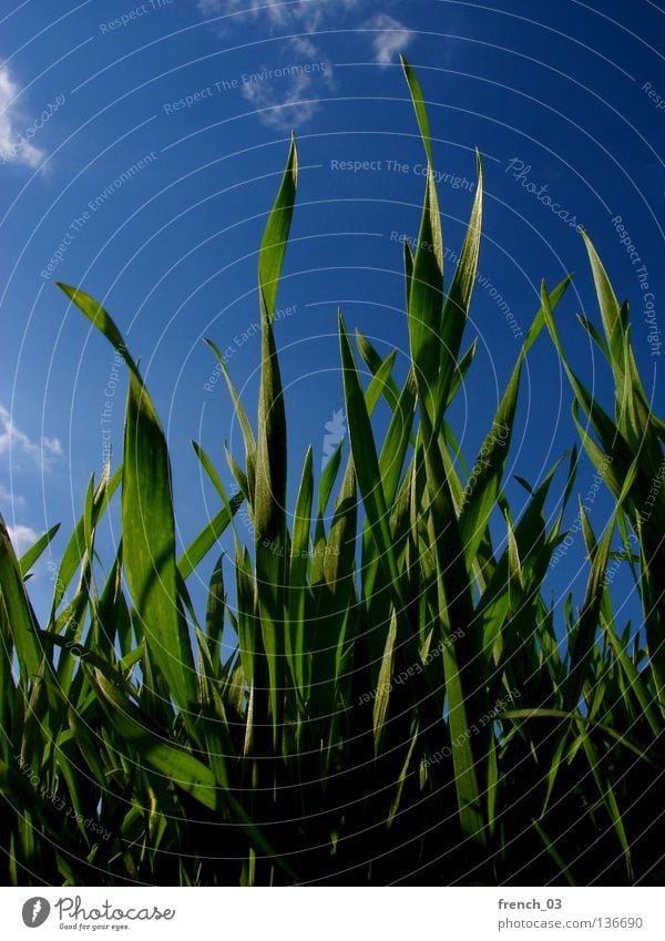 grüner Frühling I Gras Wiese saftig ruhig Erholung Sommer Jahreszeiten Halm Horizont Himmel zyan Wolken Froschperspektive Sachsen-Anhalt Pflanze Tier unten tief