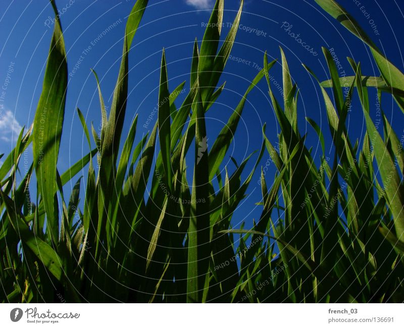 grüner Frühling II Gras Wiese saftig ruhig Erholung Sommer Jahreszeiten Halm Horizont Himmel zyan Wolken Froschperspektive Sachsen-Anhalt Pflanze Tier unten