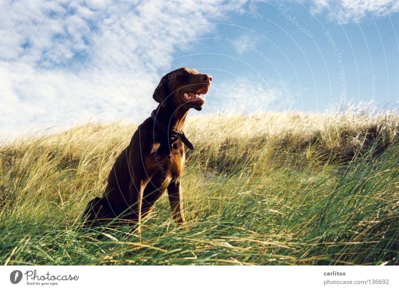 Zeitung lesen ... Dobermann Hund Wittern Sinnesorgane Strand Gras Meer Wellen toben Körperhaltung Angeben Säugetier Küste Freizeit & Hobby Carlitos Geruch