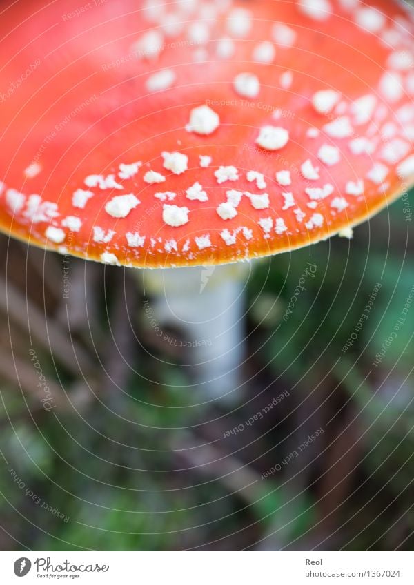 Fliegenpilz Umwelt Natur Landschaft Pflanze Urelemente Herbst Grünpflanze Wildpflanze exotisch Pilz Pilzhut Wiese Wald Wachstum wild rot weiß Warnung Vorsicht