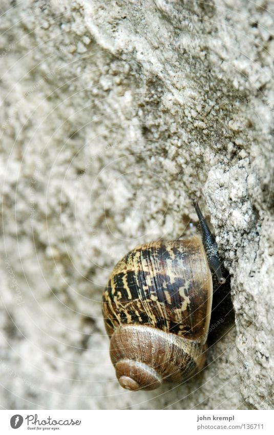 it's a long way to the top Schnecke grau braun aufwärts aufsteigen anstrengen schwierig Schneckenhaus Muster Kreis Friedhof Grabstein Stein