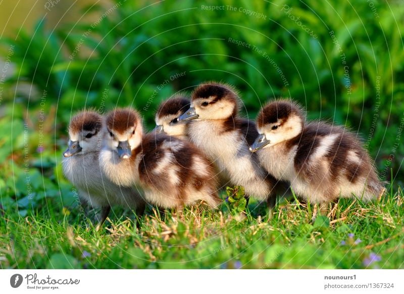 Brüderchen und Schwesterchen Tier Wildtier nilgans Tiergruppe Tierjunges frieren hocken sitzen Flaum weich Küken niedlich Wiese behüten zusammenrücken heizen