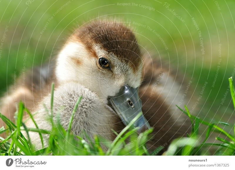 Nilgansküken in der wiese Tier Wildtier Tiergesicht nilgans 1 Tierjunges hocken sitzen kuschlig natürlich niedlich braun gelb "flauschig natur putzig vogel