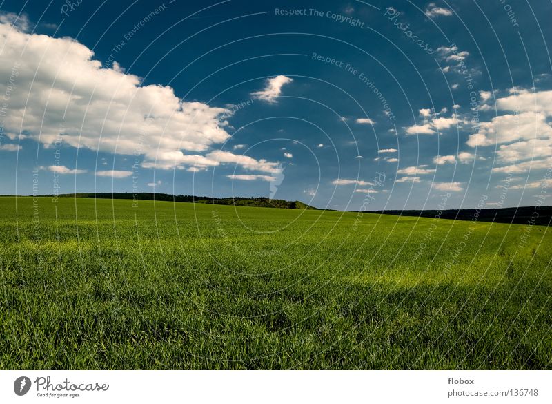 Grün und Blau... Ackerbau Feld grün Landschaft Natur malerisch Menschenleer himmelblau Weitwinkel Zentralperspektive Wolkenhimmel Schönes Wetter Wolkenformation