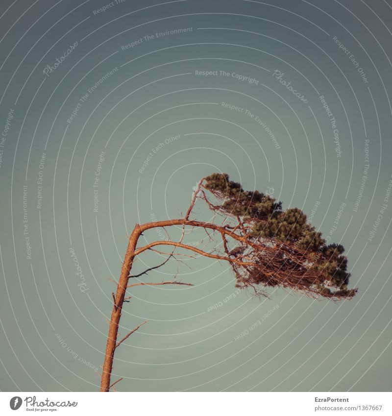 Windflüchter Umwelt Natur Landschaft Himmel Sommer Herbst Klima Wetter Sturm Pflanze Baum Küste Ostsee natürlich blau braun Kiefer standhaft Farbfoto