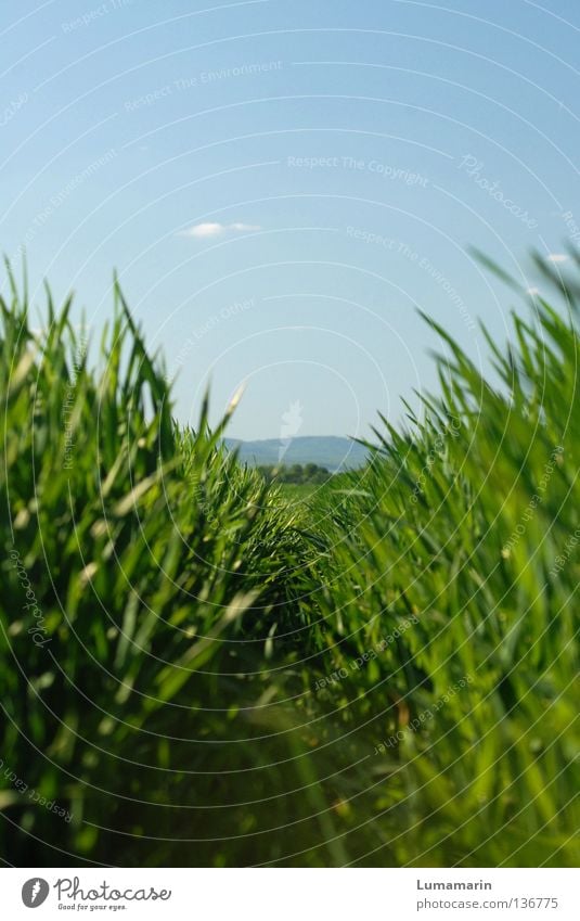 Wandermeile schön ruhig Ferne Natur Pflanze Himmel Wolken Horizont Frühling Wetter Schönes Wetter Gras Feld Wege & Pfade Wachstum frei frisch neu saftig viele