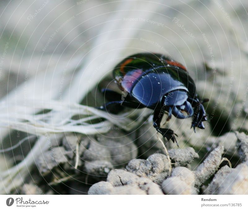 Monster schön Klettern Bergsteigen Natur Tier Stoff Krallen Stein gehen alt Armut dreckig gut hässlich klein nah natürlich Erotik Stadt braun Angst Maikäfer