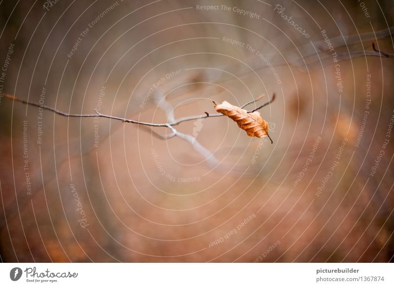 Aufgespießt Natur Herbst Pflanze Blatt Wald kalt natürlich Spitze trist trocken braun grau orange Einsamkeit Vergänglichkeit Wandel & Veränderung Farbfoto