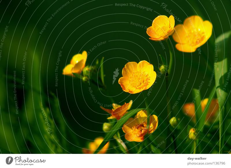 Auf der Sonnenseite Hahnenfuß Pflanze gelb Blüte Gras Halm See grün Blütenblatt Trollblume Natur Pollen Küste böschung Schatten reflektion