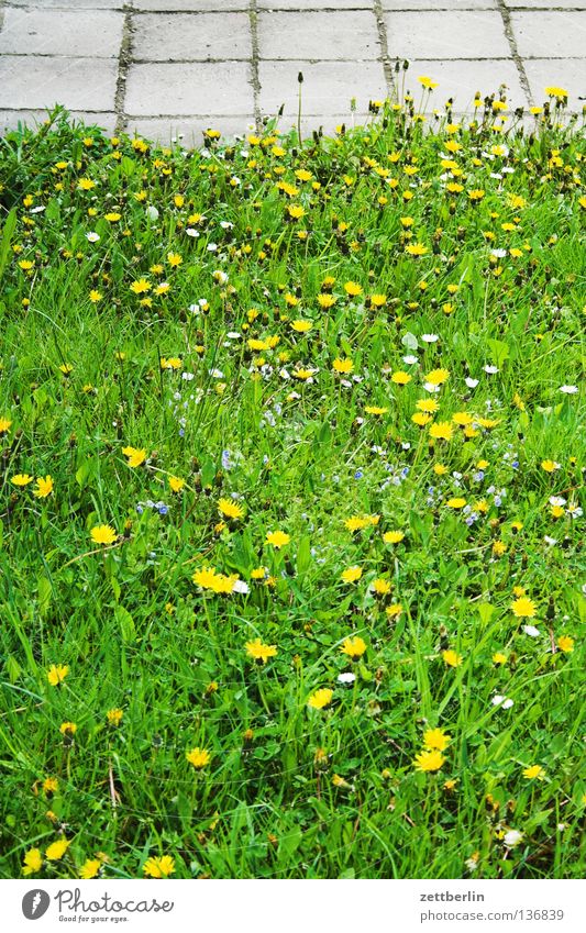 Straßenrand in Aschersleben Wiese Gras Löwenzahn Gänseblümchen grün Grünfläche Bürgersteig Sachsen-Anhalt Verkehrswege Langeweile straßenbegleitgrün