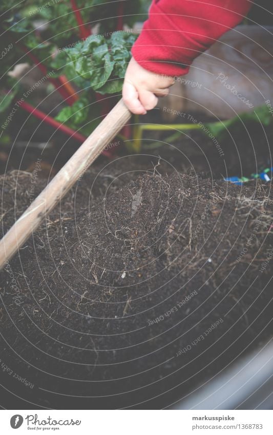 arbeit im hochbeet Lebensmittel Mangold selbstversorgung anbauen humus Erde Pflanze Ernte Erntedankfest Schaufel schaufeln Ernährung Bioprodukte