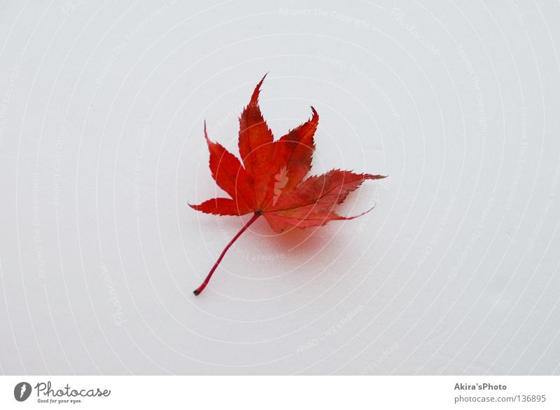 Colored leaves Japan Herbst autumn leaf white fallen one flag