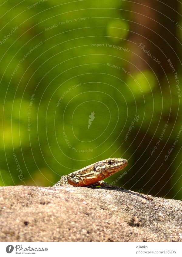 Podarcis muralis 2 Echte Eidechsen Reptil Echsen Schwanz Krallen Mauer Burgruine Weinberg heizen genießen Tier klein Geschwindigkeit echte Eidechse Scheune