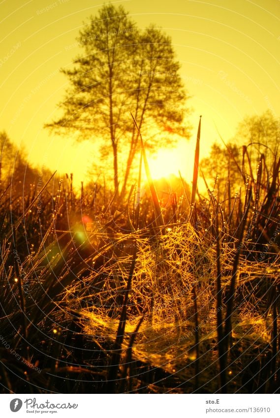 early morning | spinnennetz Stimmung Lampe Wiese Feld Ferne Sonnenaufgang Morgen Baum Baumkrone Blatt Horizont Silhouette schwarz Schatten verdunkeln Nebel