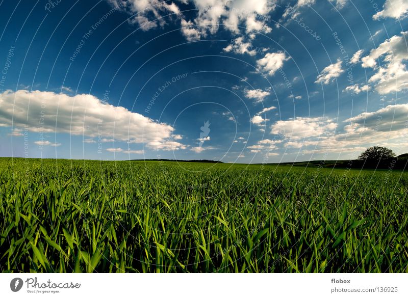 Grün und Blau... II Ackerbau Landschaft Natur Wolkenhimmel Wolkenfeld Feld Menschenleer Weitwinkel Zentralperspektive malerisch Schönes Wetter Wolkenformation