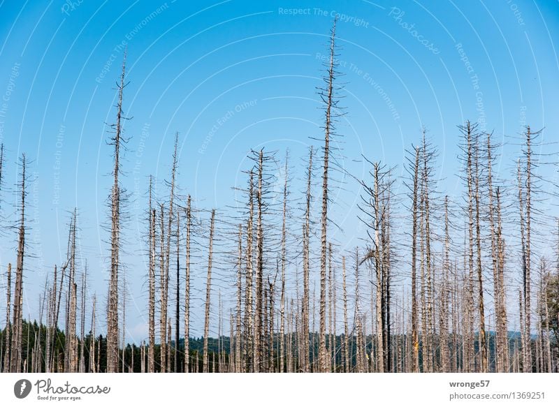 Totwald Umwelt Natur Landschaft Pflanze Himmel Wolkenloser Himmel Herbst Schönes Wetter Baum Fichtenwald Wald Berge u. Gebirge Mittelgebirge Harz Holz alt