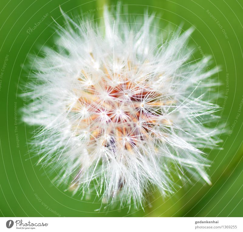 Pusteblume Umwelt Natur Pflanze Blüte Wildpflanze Garten Blühend fliegen schön Frühlingsgefühle ruhig filigran Leichtigkeit pusteblume löwenzahn grün Farbfoto