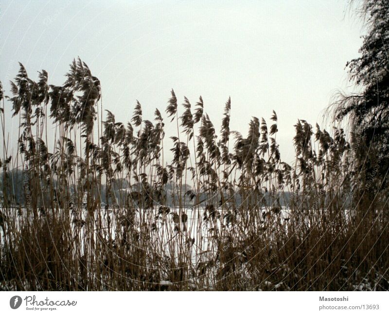 Alsterbüsche Natur Landschaft Wasser Sträucher alt Aussicht gebüsch strauch Gedeckte Farben Außenaufnahme Menschenleer Abend Zentralperspektive