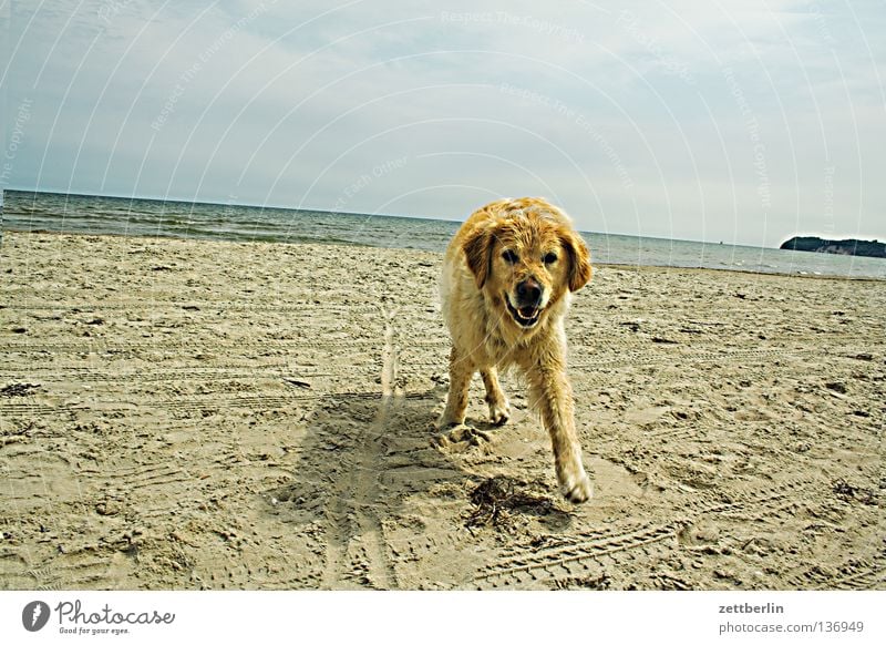 Fremder Hund Platz Golden Retriever Strand Küste Mecklenburg-Vorpommern Ferien & Urlaub & Reisen Horizont Säugetier Sommer sit stöckchen holen Sand Ostsee