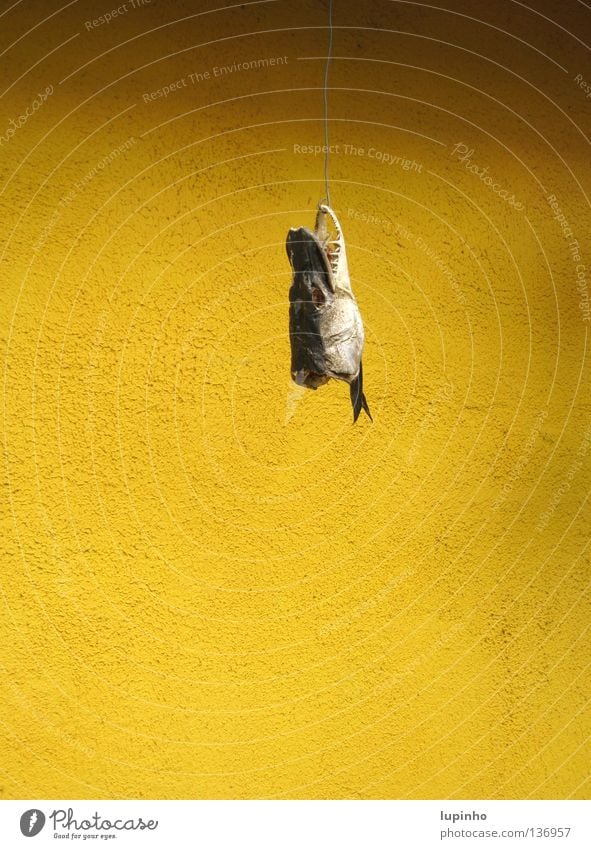 Großer Fang Fischkopf Mauer gelb Rest getrocknet Hecht Gebiss Vor hellem Hintergrund Freisteller Textfreiraum unten Textfreiraum links Textfreiraum rechts