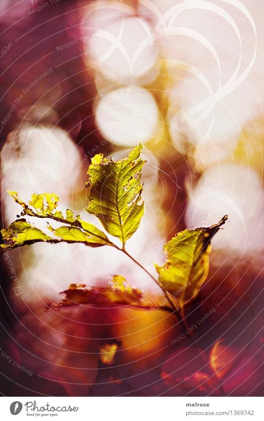 MIttwochsfunkeln Stil Design Natur Luft Herbst Schönes Wetter Sträucher Blatt Wildpflanze Herbstlaub Zweige u. Äste Feld Herbstfunkeln Herbstleuchten Bokeh