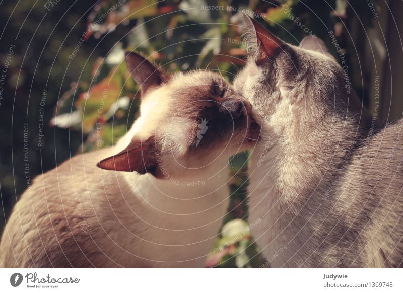 Zärtlichkeit Wohnung Garten Fenster Balkon Umwelt Natur Sommer Herbst Blatt Wilder Wein Tier Haustier Katze Tiergesicht Tiergruppe Tierfamilie Liebe Gefühle