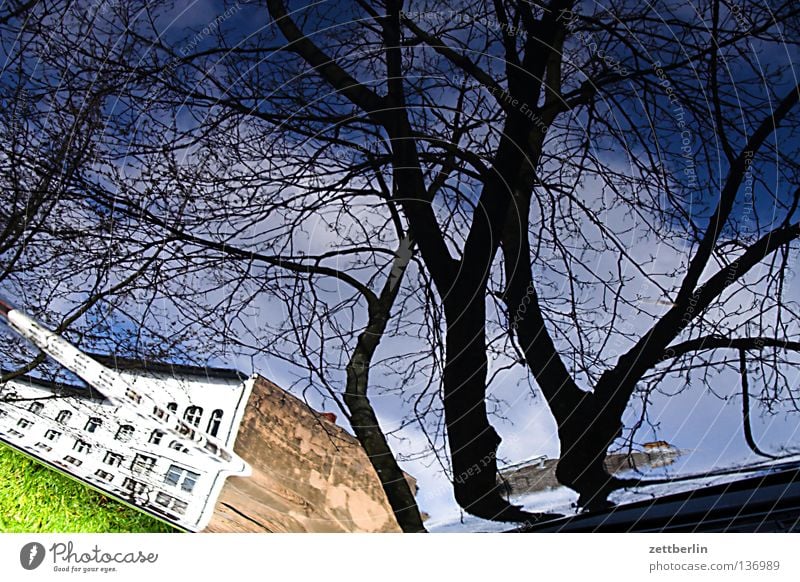 Real wirklich Baum himmelblau Haus Etage Wand Stadt Stadthaus verrückt Wölbung Reflexion & Spiegelung Architektur Schwäche Erde Ast Zweig Himmel Gebäude