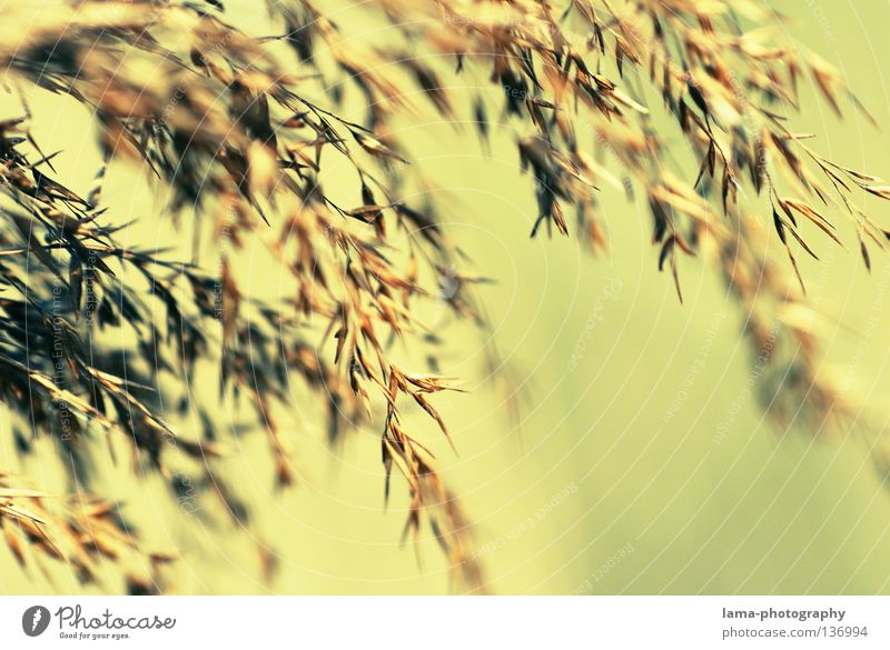 zart Schilfrohr Gras klein leicht See Biotop Frühling Binsen Halm Grasland Pflanze Wiese Licht Ähren Umwelt Süßgras träumen Erholung Feng Shui Röhricht