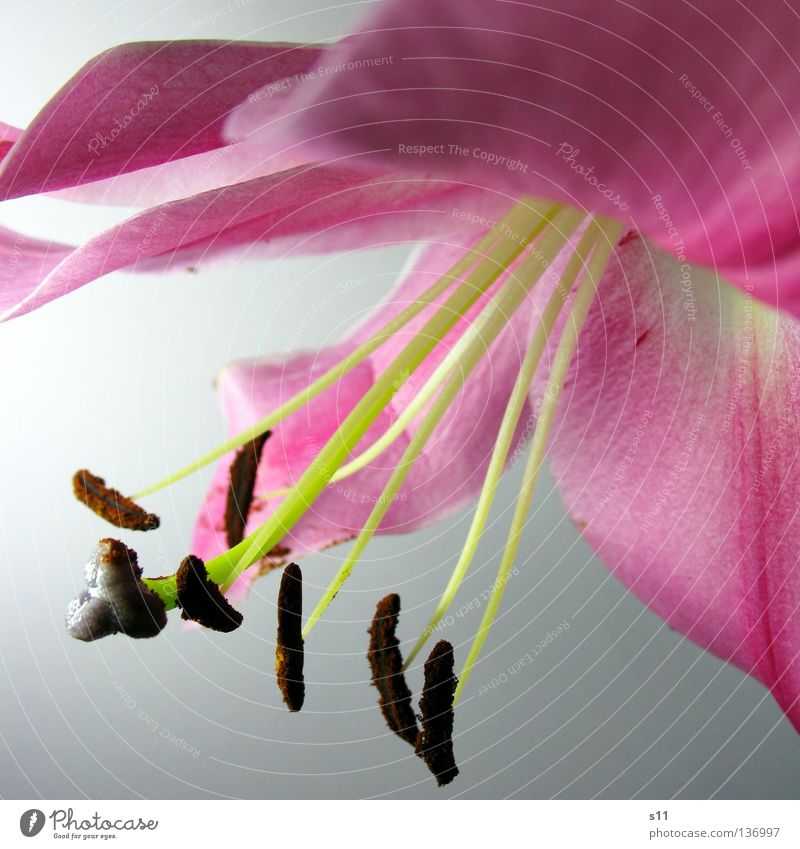 LadyLike Dame Fräulein elegant teuer geschwungen Wellen rosa weiß Blume Blüte Lilien Pflanze Blütenblatt Ecke Am Rand wellig Freisteller frisch schön Pollen