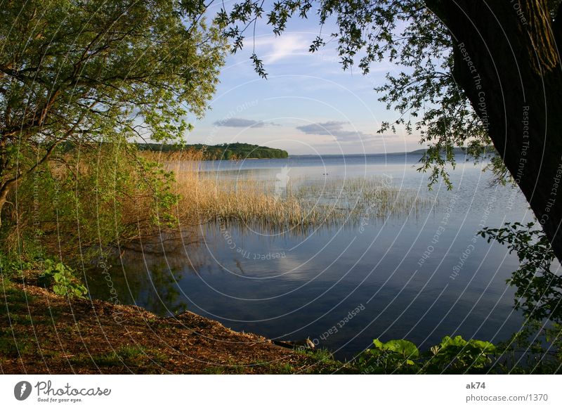 Blick auf den See Gewässer Schilfrohr Weitwinkel Ferne Wasser blau Perspektive