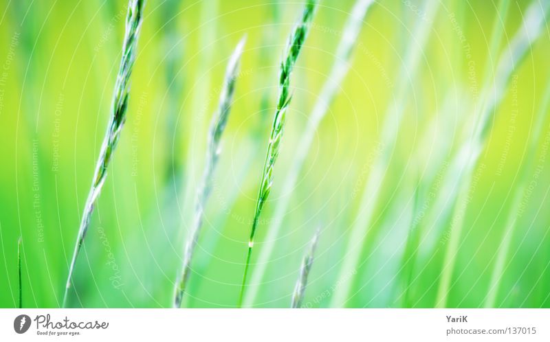 sanftes flüstern grün grün-gelb Gras Halm Wiese Makroaufnahme Ferne Zoomeffekt Tiefenschärfe schön weich Gefühle Hoffnung Vertrauen Wunsch vertraut ruhig