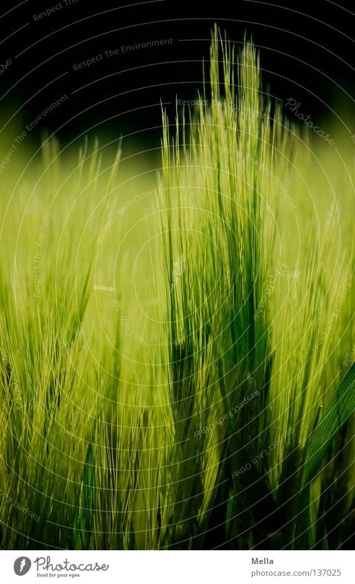 empor Gerste Feld grün Landwirtschaft Frühling Ähren ökologisch Umwelt Gentechnik Wachstum Reifezeit Mai Ackerbau Getreide Korn Biologische Landwirtschaft