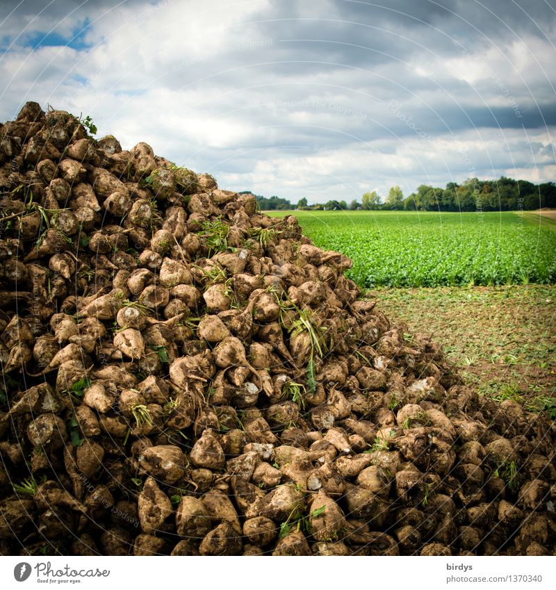 Zuckerberg Landwirtschaft Forstwirtschaft Wolken Sommer Herbst Nutzpflanze Zuckerrübe Feld Erfolg gelb grau grün genießen Gesundheit Konkurrenz Reichtum Ernte