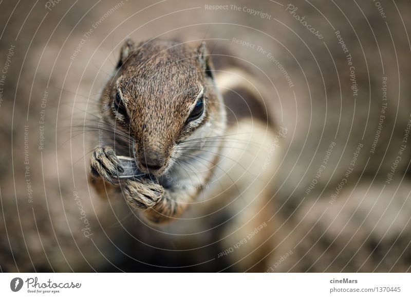 hungry chipmunk Tier Wildtier Streifenhörnchen Eichhörnchen 1 beobachten Essen Fressen genießen stehen elegant nah Neugier niedlich klug Geschwindigkeit braun