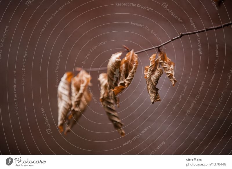 herbstliche Vergänglichkeit Umwelt Natur Pflanze Herbst Blatt Wald hängen verblüht dehydrieren alt trocken braun Vergangenheit Ast welk Gedeckte Farben