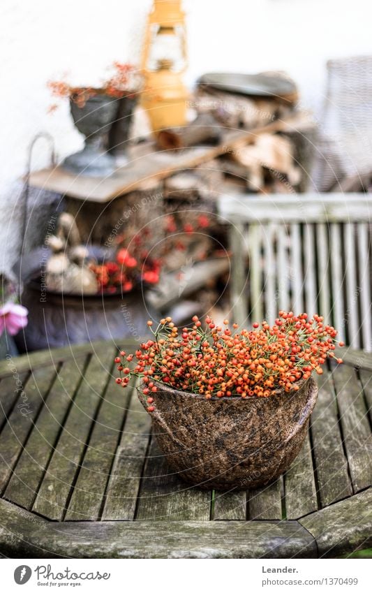 Dekoration im Garten Umwelt ästhetisch authentisch natürlich braun orange weiß Farbe Idee einzigartig Inspiration nackt Natur Vogelbeeren