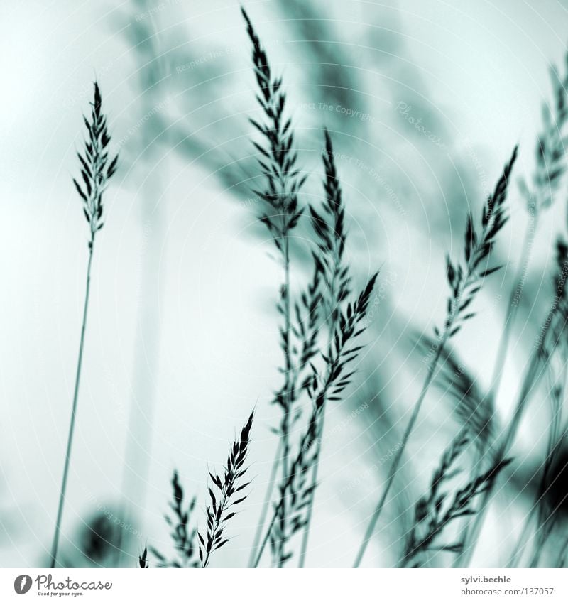 an einem regentag II Himmel Wetter schlechtes Wetter Wind Gras Wiese Bewegung Traurigkeit nah grau Trauer Ende Vergänglichkeit dezent Halm trüb Stengel zart