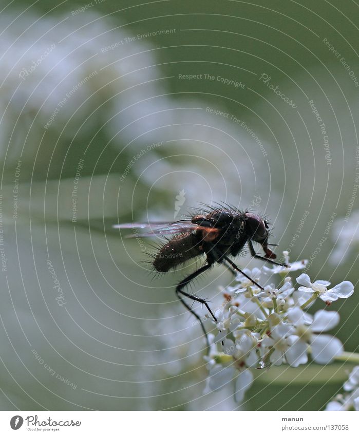 Flugobjekt Kerbel weiß grün schwarz Blume Blüte Insekt Stechmücke Fluggerät Chitin Elefant Staubfäden Physik Makroaufnahme Nahaufnahme Fliege Flugtier