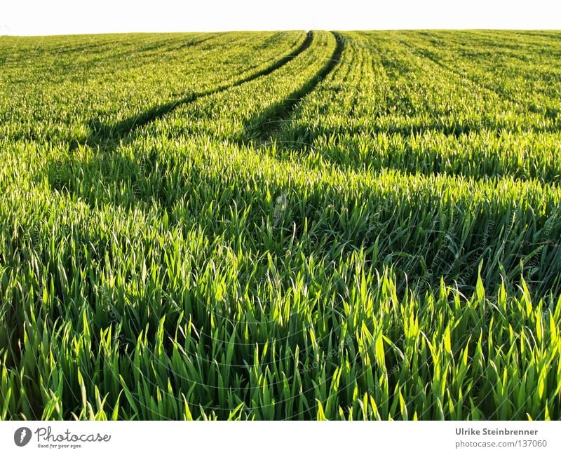 Grünes Feld mit Fahrspuren Außenaufnahme Getreide Ernährung Natur Frühling Schönes Wetter Grünpflanze Nutzpflanze fahren Wachstum frisch natürlich grün Weizen