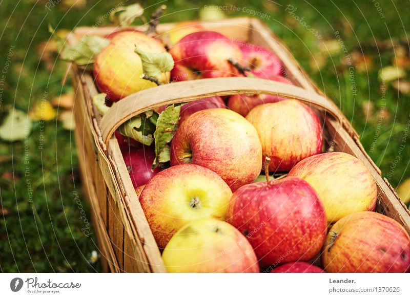 Äpfel III Umwelt Natur Schönes Wetter Pflanze Nutzpflanze Garten Wiese ästhetisch authentisch Gesundheit Glück Hoffnung einzigartig Inspiration Apfel Gras