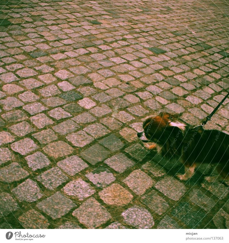 Holy Crap! It's Lomography! Hund Dackel Chihuahua Desert Fell zerzaust niedlich kuschlig Tier klein gehorsam Streicheln Spaziergang Kopfsteinpflaster Grünstich