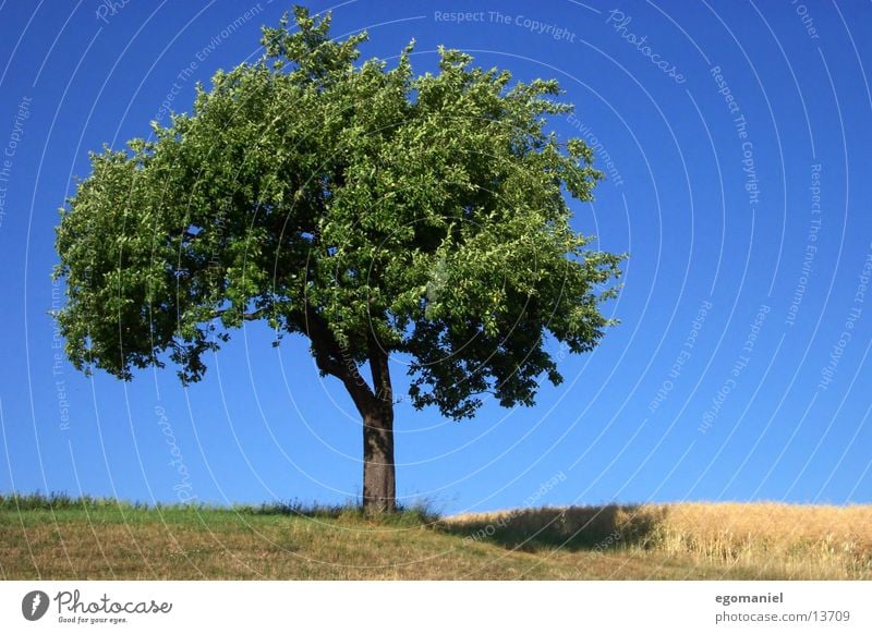 Baum (Sommerversion) Feld Wiese Blatt grün Himmel Schönwetter