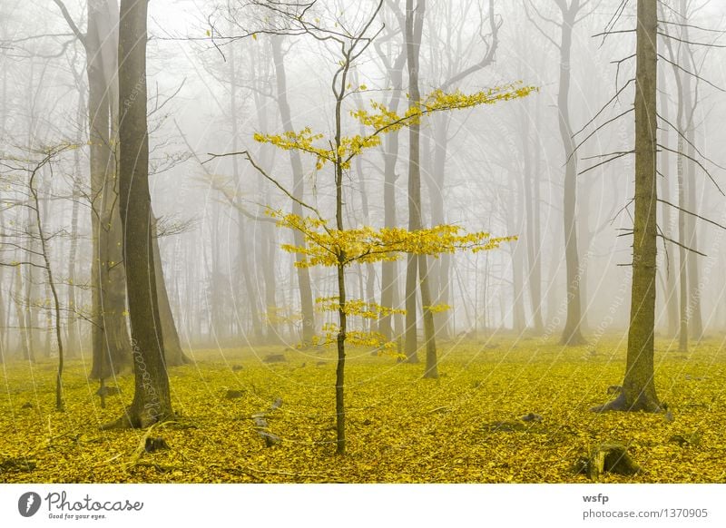 Fantasie Wald mit nebel und gelbem Laub Frühling Herbst Nebel Baum Blatt träumen Surrealismus Zauber fantasie Märchenwald Zauberwald mystisch verfärbt