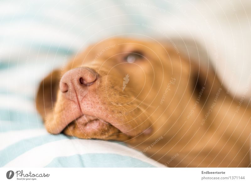 Daydreamer Tier Haustier Hund 1 Tierjunges Erholung liegen träumen niedlich braun Zufriedenheit Schutz Tierliebe Gelassenheit geduldig ruhig Ben Vizsla